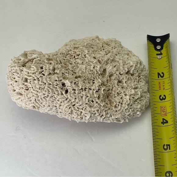 Fossil Rock Coral - Picture 8 of 10